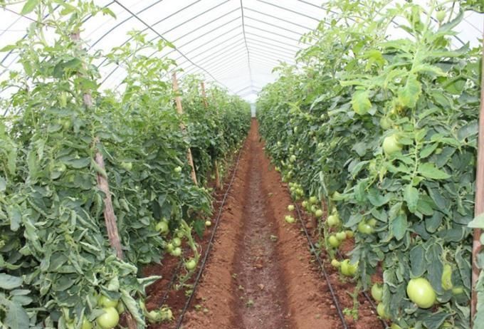 無土栽培，無土栽培技術(shù)，無土栽培設(shè)備