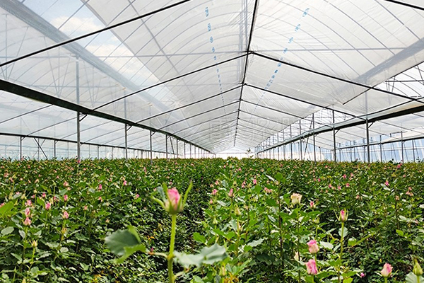 無土栽培，無土栽培技術，無土栽培設備