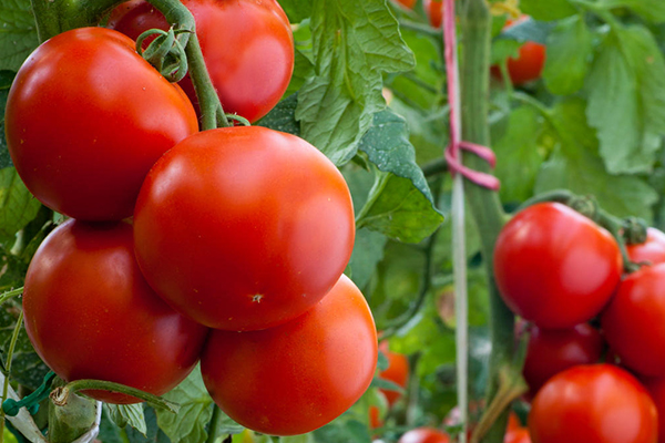 無土栽培，無土栽培技術，無土栽培設備