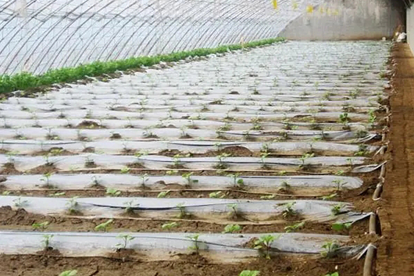 無土栽培,無土栽培技術,無土栽培設備