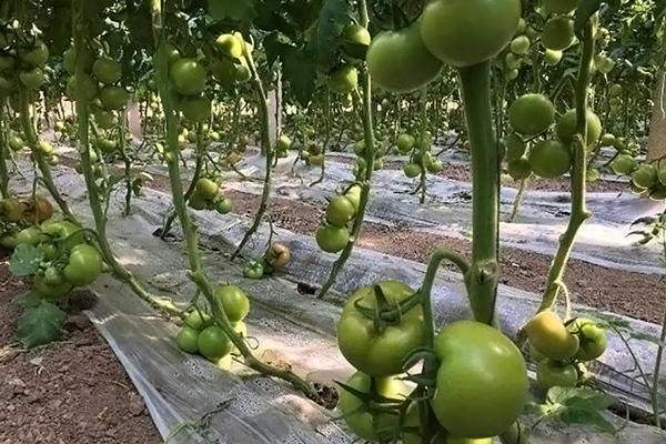 無土栽培，無土栽培技術，無土栽培設備