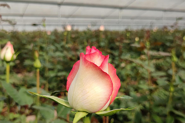 無土栽培，無土栽培技術，無土栽培設備