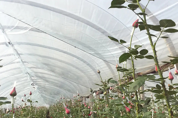 無土栽培，無土栽培技術，無土栽培設備