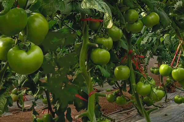 無土栽培，無土栽培技術，無土栽培設備