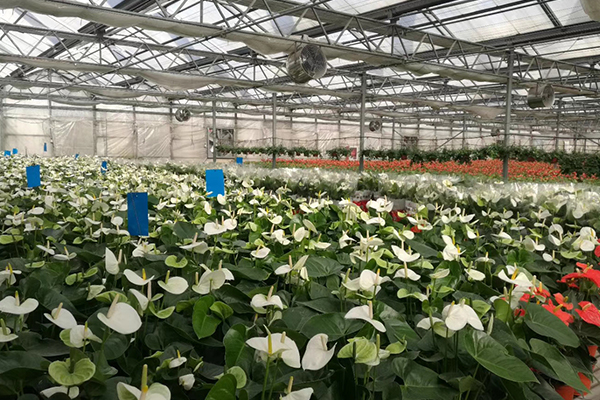 無土栽培，無土栽培技術，無土栽培設備