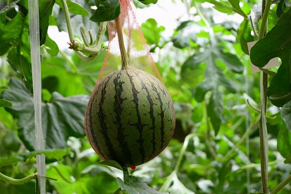 無土栽培，無土栽培技術(shù)，無土栽培設(shè)備