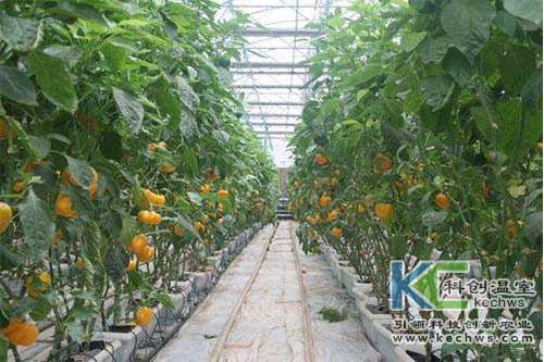 無土栽培，無土栽培技術，無土栽培設備