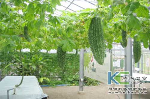 無(wú)土栽培，無(wú)土栽培技術(shù)，無(wú)土栽培設(shè)備