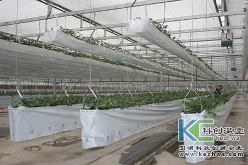 無土栽培，無土栽培技術，無土栽培設備