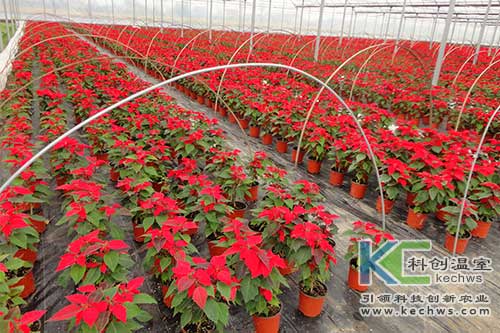 無土栽培，無土栽培技術，無土栽培設備