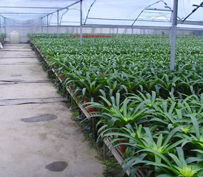 無(wú)土栽培，無(wú)土栽培技術(shù)，無(wú)土栽培設(shè)備
