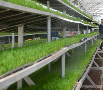 無土栽培,無土栽培技術(shù),無土栽培設(shè)備