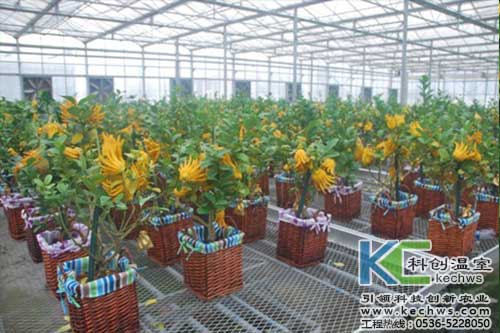無土栽培,無土栽培技術,無土栽培設備