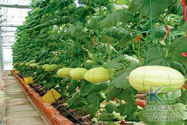 無土栽培，無土栽培技術，無土栽培設備