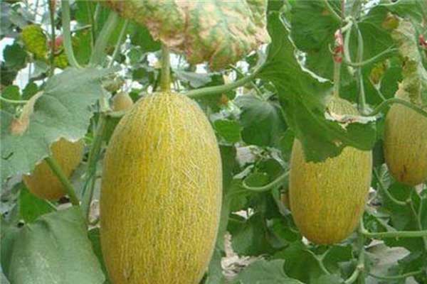 無土栽培，無土栽培技術，無土栽培設備