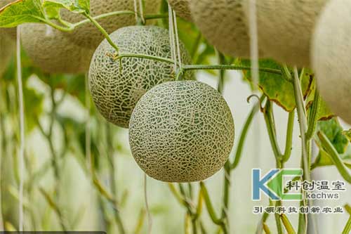 無土栽培，無土栽培技術，無土栽培設備