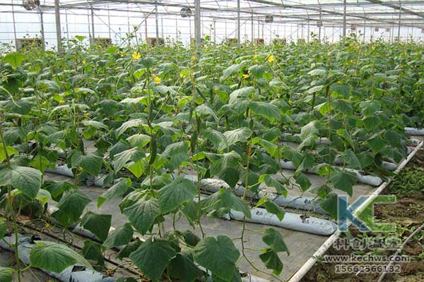 無土栽培，無土栽培技術