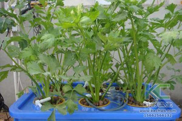 無土栽培，無土栽培技術(shù)