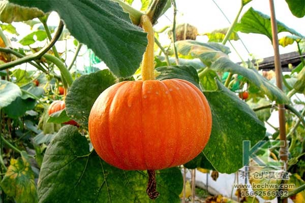 無土栽培，無土栽培技術，無土栽培設備