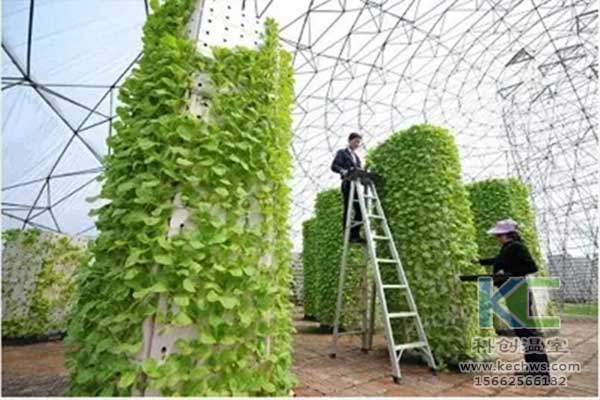 無土栽培，無土栽培技術，無土栽培設備