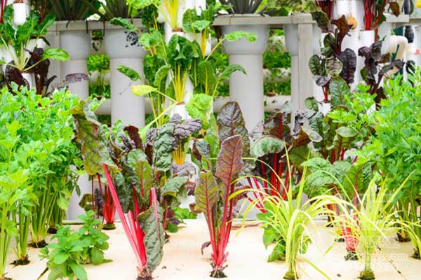 無(wú)土栽培，無(wú)土栽培技術(shù)，無(wú)土栽培設(shè)備