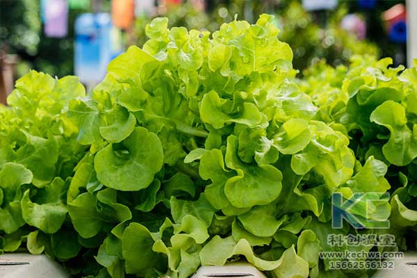 無土栽培，無土栽培技術(shù)，無土栽培設(shè)備