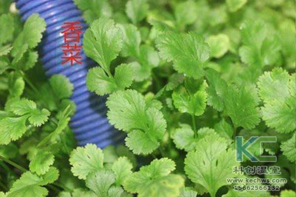 無土栽培，無土栽培技術