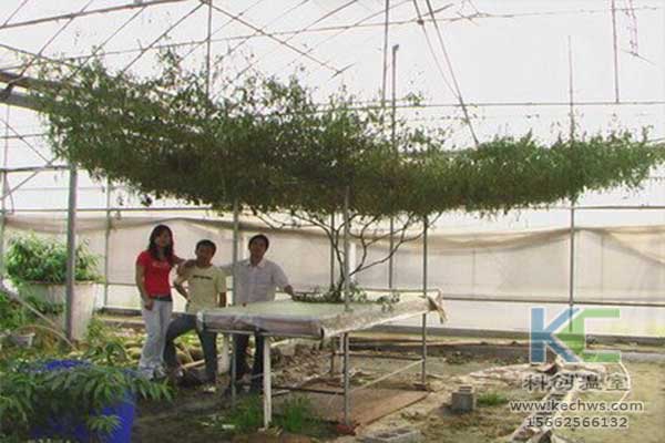 無土栽培，無土栽培技術，無土栽培設備