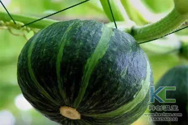 無土栽培，無土栽培技術，無土栽培設備