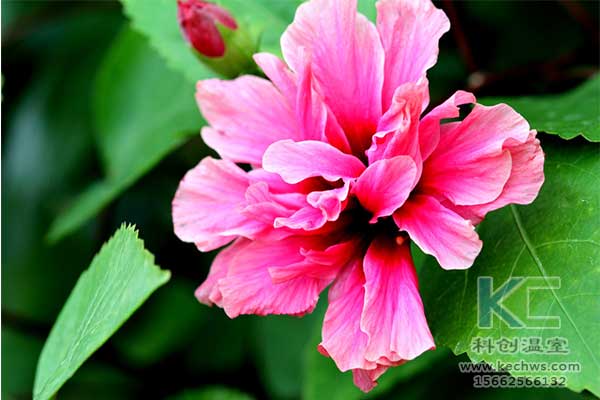 無土栽培，無土栽培技術(shù)，無土栽培設備