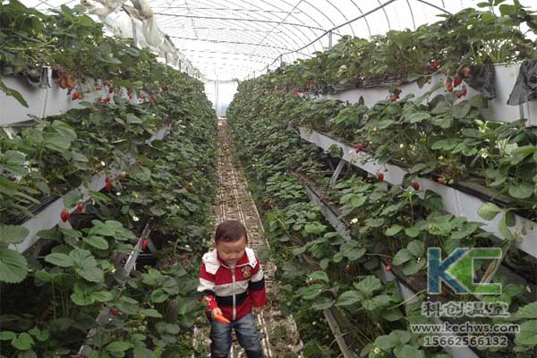 無土栽培，無土栽培技術