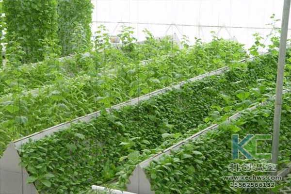 無土栽培，無土栽培技術，無土栽培設備