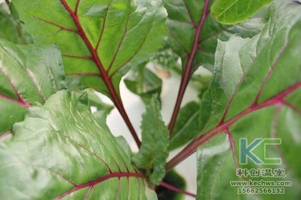 無(wú)土栽培，無(wú)土栽培技術(shù)