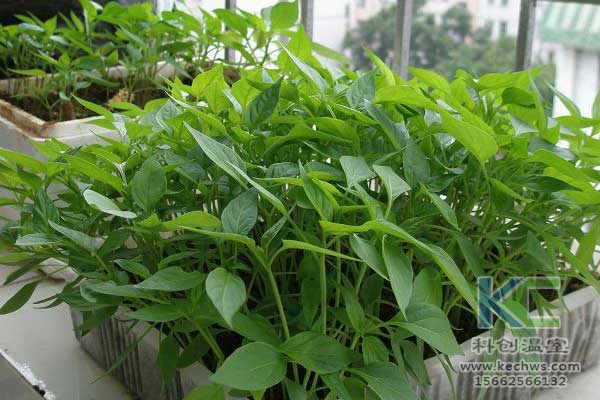 無土栽培，無土栽培技術