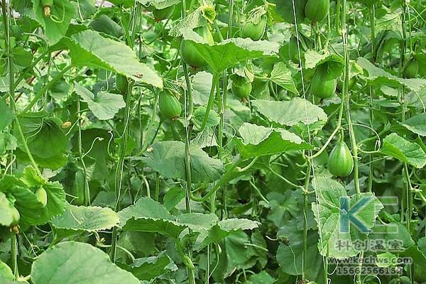 無土栽培，無土栽培技術