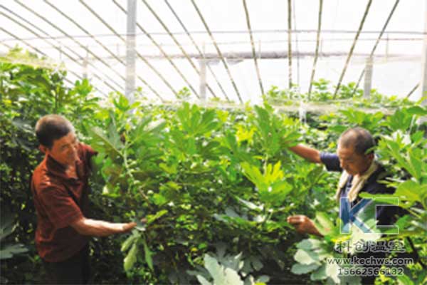 無(wú)土栽培，無(wú)土栽培肥料