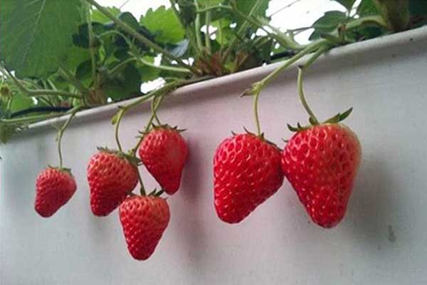 無土栽培，無土栽培技術，無土栽培設備