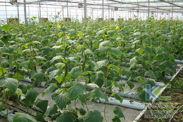 無土栽培，無土栽培技術，無土栽培設備