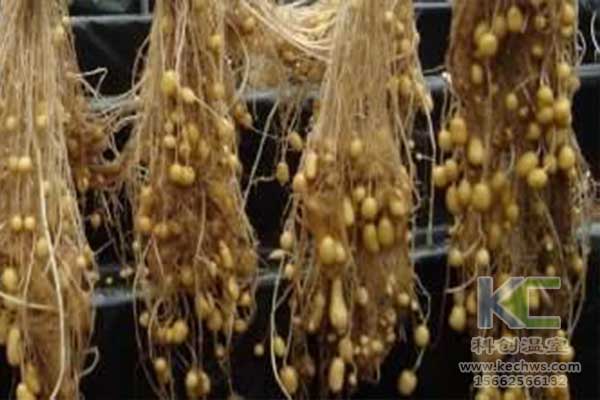 無土栽培，無土栽培技術，無土栽培設備