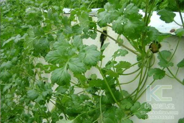 無(wú)土栽培，無(wú)土栽培技術(shù)，無(wú)土栽培設(shè)備