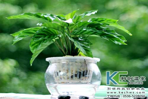 無土栽培，無土栽培技術，無土栽培設備