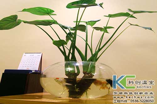 無土栽培，無土栽培技術，無土栽培設備