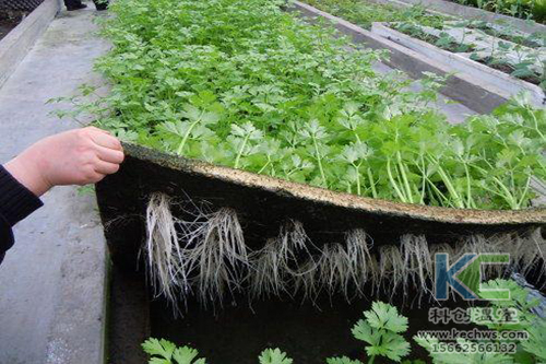 無(wú)土栽培，無(wú)土栽培技術(shù)，無(wú)土栽培設(shè)備