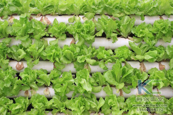 無土栽培，無土栽培技術，無土栽培設備