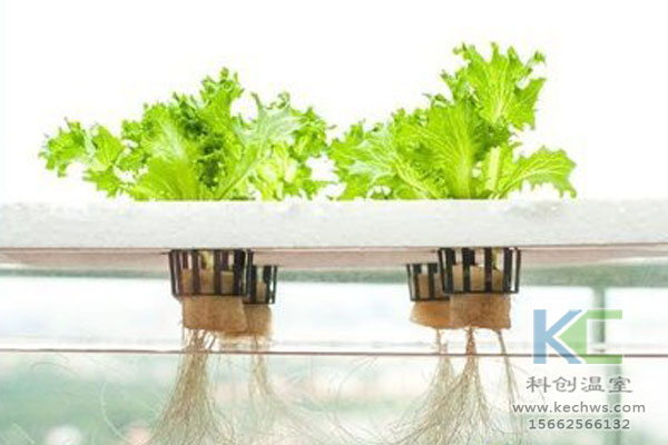 無土栽培，無土栽培技術(shù)，溫室大棚，無土栽培蔬菜