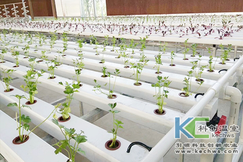 無(wú)土栽培,基質(zhì)栽培,水培