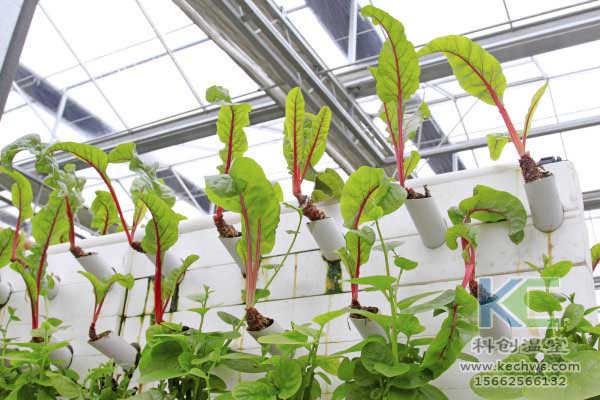 無土栽培,無土栽培技術(shù),無土栽培設(shè)備
