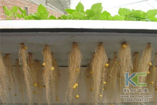 無(wú)土栽培，無(wú)土栽培技術(shù)，無(wú)土栽培設(shè)備