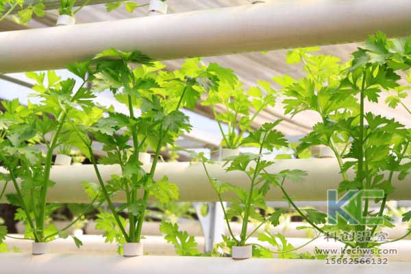無土栽培,無土栽培技術(shù),無土栽培設(shè)備