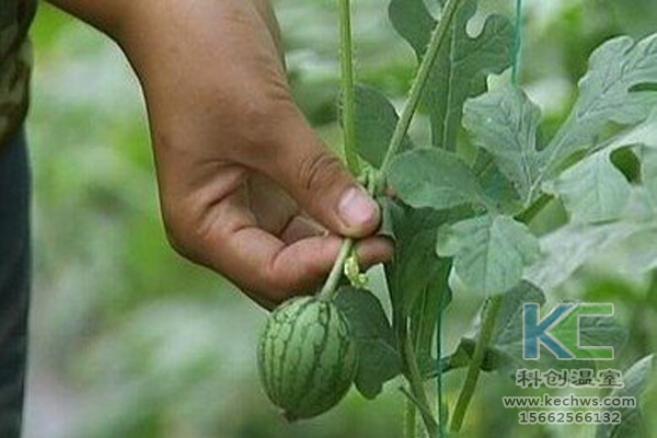 無土栽培蔬菜，無土栽培技術(shù)，無土栽培設(shè)備，溫室大棚